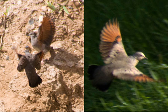 ground-dove-wings.jpg