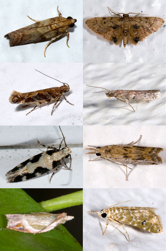 micro-moths.jpg