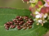 Insect Eggs, Mostly Hatched