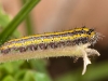 Great Southern White Caterpillar