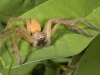 Spider with Orange Abdomen