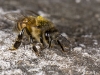 Honeybee on Wall