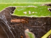 Mangrove Spider