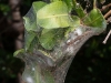 Mangrove Spider