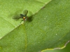 Shiny Little Green Fly