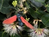 Oleander Caterpillar Moth