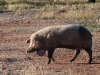 Pig with Goiter