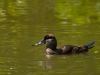 Female Ruddy Duck (<em>Oxyura jamaicensis</em>)