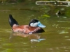 Male Ruddy Duck (<em>Oxyura jamaicensis</em>)