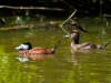 Pair of Ruddy Ducks (<em>Oxyura jamaicensis</em>)