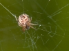 Juvenile Spider