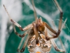 Brown Widow Spider (<em>Latrodectus geometricus</em>)