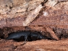 Beetle Hiding in Tree Bark
