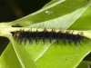 Mangrove Buckeye (<em>Junonia evarete</em>) Caterpillar