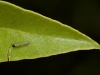 Mangrove Buckeye (<em>Junonia evarete</em>) Caterpillar, Early Instar