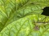 Small Green Grasshopper Nymph