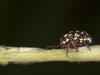 Leaf Beetle
