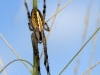Spider on Grass Stalk