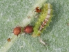 Syrphid Larva and Aphids