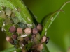 Aphids with Parasitic Wasp