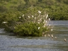 Egrets Roosting