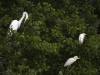 Roosting Egrets
