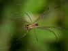 Orchard Spider (<em>Leucauge regnyi</em>)