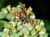 Jack Spaniard Wasp