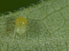 Juvenile Spider