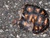 Roadkill Tortoise (<em>Geochelone carbonaria</em>)