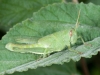 Locust Nymph (<em>Schistocerca</em> sp.)
