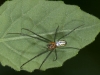 Orchard Spider (<em>Leucauge regnyi</em>)
