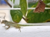 <em>Anolis gingivinus</em> with Particularly Green Coloration