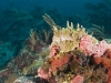 Pink Lumpy Sponge (Monachora unguifera) and other sponges.