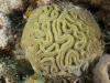 Brain Coral (Diploria sp.)