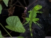 Baby Iguana (<em>Iguana iguana</em>)