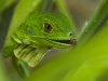 Baby Iguana (<em>Iguana iguana</em>)