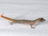 Baby Least Island Gecko (<em>Sphaerodactylus sputator</em>)
