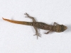 Baby Least Island Gecko (<em>Sphaerodactylus sputator</em>)