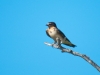 Barn Swallow (<em>Hirundo rustica</em>)