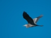 Great Blue Heron (<em>Ardea herodias</em>)