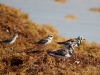 Mixed Shorebirds at Baie de l\'Embouchure