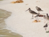 Mixed Shorebirds at Baie de l\'Embouchure