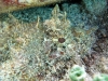 Plumed Scorpionfish (<em>Scorpaena grandicornis</em>)