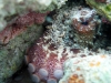 Common Octopus (<em>Octopus vulgaris</em>)