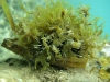 West Indian Sea Egg (<em>Tripneustes ventricosus</em>) with Algae for Camouflage