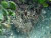 Spotted Scorpionfish (<em>Scorpaena plumieri</em>)