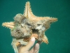 Cushion Sea Star (<em>Oreaster reticulatus</em>) Holding Sponge with Anemone