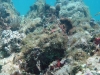 Underwater Rock in Baie Maria