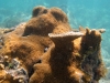 Elkhorn Coral in Baie Maria